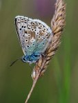 234 - CHALK HILL BLUE - LAMBETH ROY - united kingdom <div